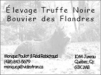 truffe noire bouvier